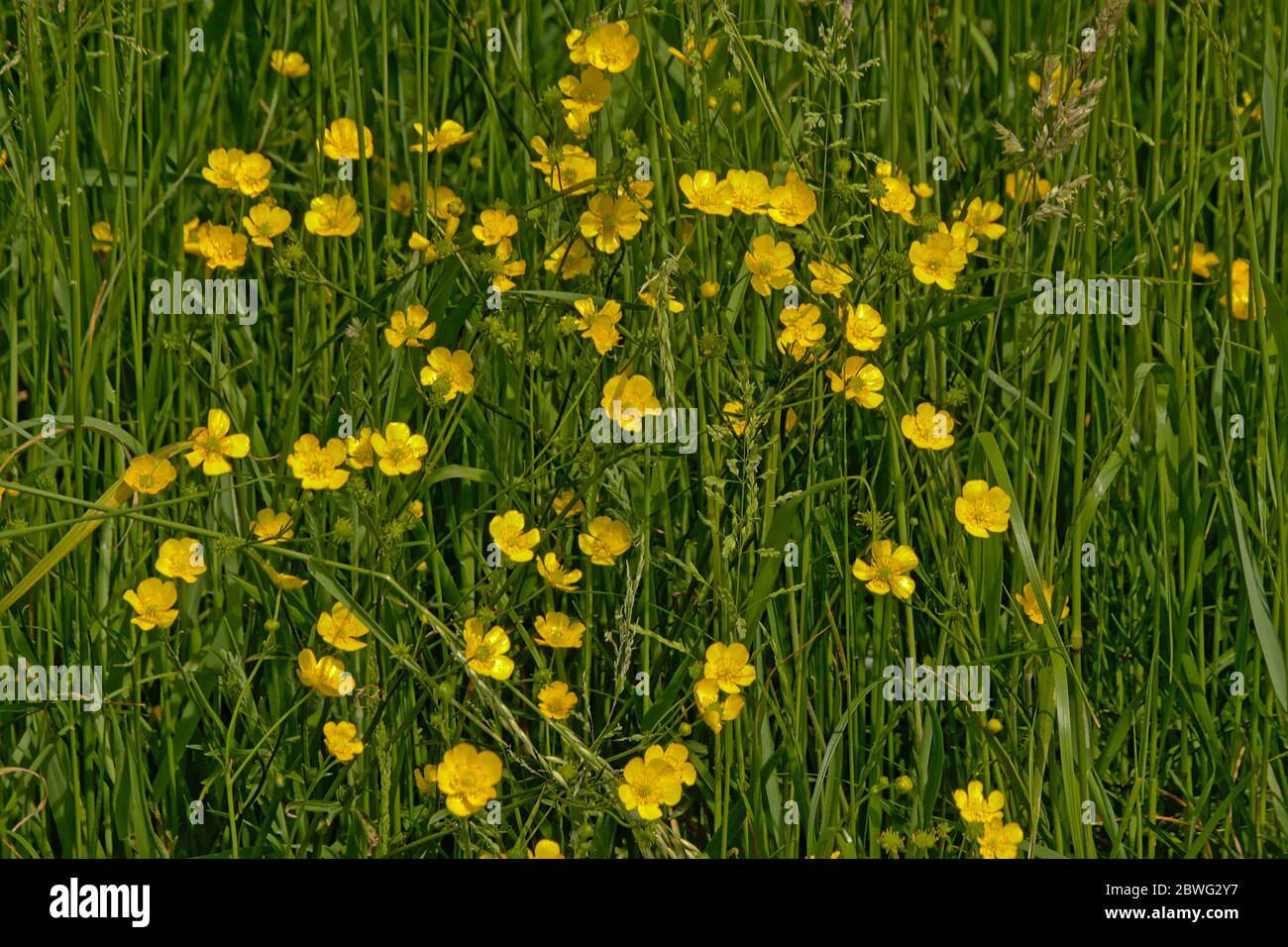 Lots`s of buttercups in a meadow -Ranunculus. Stock Photo